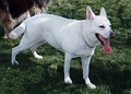 White German Shepherd